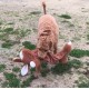 Happy Pet Unstuffed Chipmunk Character Soft Dog Toy Happy Pet Unstuffed Chipmunk Character Soft Dog Toy
