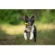JACK AND VANILLA, Flatties Cow Dog Toy, White/Black, 45 cm, Realistic Design, Sounds and Washable, Ideal for Interactive Games, Bright Colours JACK AND VANILLA, Flatties Cow Dog Toy, White/Black, 45 cm, Realistic Design, Sounds and Washable, Ideal for Interactive Games, Bright Colours