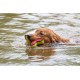 JACK AND VANILLA, Interactive Alligator Cuddly Toy for Dogs and Cats, Integrated Squeaker, Durable and Non-Toxic Materials, Easy to Clean, 18 cm, Green JACK AND VANILLA, Interactive Alligator Cuddly Toy for Dogs and Cats, Integrated Squeaker, Durable and Non-Toxic Materials, Easy to Clean, 18 cm, Green