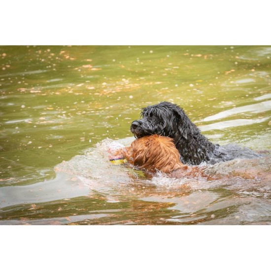JACK AND VANILLA, Interactive Alligator Cuddly Toy for Dogs and Cats, Integrated Squeaker, Durable and Non-Toxic Materials, Easy to Clean, 18 cm, Green JACK AND VANILLA, Interactive Alligator Cuddly Toy for Dogs and Cats, Integrated Squeaker, Durable and Non-Toxic Materials, Easy to Clean, 18 cm, Green