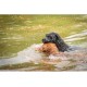 JACK AND VANILLA, Interactive Alligator Cuddly Toy for Dogs and Cats, Integrated Squeaker, Durable and Non-Toxic Materials, Easy to Clean, 18 cm, Green JACK AND VANILLA, Interactive Alligator Cuddly Toy for Dogs and Cats, Integrated Squeaker, Durable and Non-Toxic Materials, Easy to Clean, 18 cm, Green