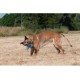 JACK AND VANILLA, Interaktives Hundespielzeug aus gedrehtem Knochen, Speckduft, langlebig und ungiftig, ideal zum Spielen drinnen und draußen, 11 cm, Mehrfarbig, Playscent-Modell JACK AND VANILLA, Interaktives Hundespielzeug aus gedrehtem Knochen, Speckduft, langlebig und ungiftig, ideal zum Spielen drinnen und draußen, 11 cm, Mehrfarbig, Playscent-Modell