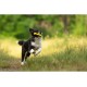 JACK AND VANILLA, Interaktives Hundespielzeug aus gedrehtem Knochen, Speckduft, langlebig und ungiftig, ideal zum Spielen drinnen und draußen, 11 cm, Mehrfarbig, Playscent-Modell JACK AND VANILLA, Interaktives Hundespielzeug aus gedrehtem Knochen, Speckduft, langlebig und ungiftig, ideal zum Spielen drinnen und draußen, 11 cm, Mehrfarbig, Playscent-Modell