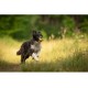 JACK AND VANILLA, Interaktives Hundespielzeug aus gedrehtem Knochen, Speckduft, langlebig und ungiftig, ideal zum Spielen drinnen und draußen, 11 cm, Mehrfarbig, Playscent-Modell JACK AND VANILLA, Interaktives Hundespielzeug aus gedrehtem Knochen, Speckduft, langlebig und ungiftig, ideal zum Spielen drinnen und draußen, 11 cm, Mehrfarbig, Playscent-Modell