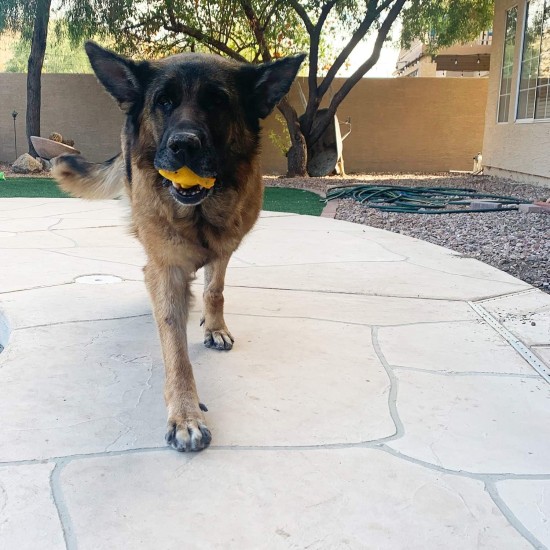 Jalousie 4 Inch Latex Dog Toys Squeaky Toy Soft Rubber Dog Toys Puppy Chew Toy Fetch Game Animal Ball Medium Pets (5 Pieces, Animal Medium) Jalousie 4 Inch Latex Dog Toys Squeaky Toy Soft Rubber Dog Toys Puppy Chew Toy Fetch Game Animal Ball Medium Pets (5 Pieces, Animal Medium)