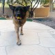 Jalousie 4 Inch Latex Dog Toys Squeaky Toy Soft Rubber Dog Toys Puppy Chew Toy Fetch Game Animal Ball Medium Pets (5 Pieces, Animal Medium) Jalousie 4 Inch Latex Dog Toys Squeaky Toy Soft Rubber Dog Toys Puppy Chew Toy Fetch Game Animal Ball Medium Pets (5 Pieces, Animal Medium)