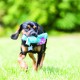 KONG Cozies Squeaky Dog Toy KONG Cozies Squeaky Dog Toy