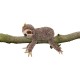 Karlie Sloth Dog Toy, Plush, Brown, 55 x 26 x 10 cm Karlie Sloth Dog Toy, Plush, Brown, 55 x 26 x 10 cm