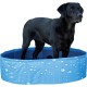 Kerbl Bubble Dog Pool (Diameter 80 cm, Height 20 cm, Capacity 100 L, Blue Colour, Foldable Paddling Pool, MDF Side Walls, for Small Dogs) 80738 Kerbl Bubble Dog Pool (Diameter 80 cm, Height 20 cm, Capacity 100 L, Blue Colour, Foldable Paddling Pool, MDF Side Walls, for Small Dogs) 80738