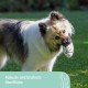 Kerbl Pet Pet Throwing and Fetch Toy for Dogs, Ball, Made of E-TPU, Floatable, Extremely Reboundable/Elastic, Non-Toxic & Gum Friendly