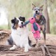 Kong Floppy Knots Bunny - Internal Floppy Knot Rope Toy for Dogs - Rope Dog Toy with Squeaker - S/M Kong Floppy Knots Bunny - Internal Floppy Knot Rope Toy for Dogs - Rope Dog Toy with Squeaker - S/M