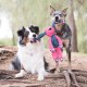 Kong Floppy Knots Bunny - Internal Floppy Knot Rope Toy for Dogs - Rope Dog Toy with Squeaker - S/M Kong Floppy Knots Bunny - Internal Floppy Knot Rope Toy for Dogs - Rope Dog Toy with Squeaker - S/M