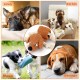 Letsmeet Squeaky Dog Toy, Stress Relief Game for Boredom, Dog Puzzle Toy, IQ Training, Dog Sniffing Toy, Foraging Instinct Training, Suitable for Small, Medium and Large Letsmeet Squeaky Dog Toy, Stress Relief Game for Boredom, Dog Puzzle Toy, IQ Training, Dog Sniffing Toy, Foraging Instinct Training, Suitable for Small, Medium and Large