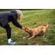 Mountain Paws Rubber Dog Toy
