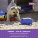 Multipet Pigs that Oink Stuffed Latex Squeezed Fun Interactive Pet Dog Toy 9 " Multipet Pigs that Oink Stuffed Latex Squeezed Fun Interactive Pet Dog Toy 9 "