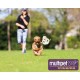 Multipet Plush Dog Toy Multipet Plush Dog Toy