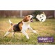 Multipet Plush Dog Toy Multipet Plush Dog Toy