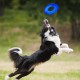 NERF Dog Toy Clear TPR Tyre Flyer 10" Blue for Dogs of All Sizes Weather and Water Resistant Ideal for Training and Mental Stimulation NERF Dog Toy Clear TPR Tyre Flyer 10" Blue for Dogs of All Sizes Weather and Water Resistant Ideal for Training and Mental Stimulation
