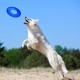 NERF Dog Toy Clear TPR Tyre Flyer 10" Blue for Dogs of All Sizes Weather and Water Resistant Ideal for Training and Mental Stimulation NERF Dog Toy Clear TPR Tyre Flyer 10" Blue for Dogs of All Sizes Weather and Water Resistant Ideal for Training and Mental Stimulation