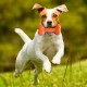 Nerf Dog 7" Squeaky Bone Dog Toy, Blue/Orange Nerf Dog 7" Squeaky Bone Dog Toy, Blue/Orange