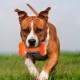Nerf Dog 7" Squeaky Bone Dog Toy, Blue/Orange Nerf Dog 7" Squeaky Bone Dog Toy, Blue/Orange