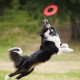 Nerf Dog Atomic Flyer, 10-inch, Red Nerf Dog Atomic Flyer, 10-inch, Red