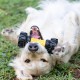 Nerf Dog Axle Tread Dog Toy with Interactive Feeder, Lightweight, Durable and Water Resistant, 7 Inch, for Medium Breeds, Single Unit, Yellow/Black Nerf Dog Axle Tread Dog Toy with Interactive Feeder, Lightweight, Durable and Water Resistant, 7 Inch, for Medium Breeds, Single Unit, Yellow/Black