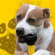 Nerf Dog Axle Tread Dog Toy with Interactive Feeder, Lightweight, Durable and Water Resistant, 7 Inch, for Medium Breeds, Single Unit, Yellow/Black Nerf Dog Axle Tread Dog Toy with Interactive Feeder, Lightweight, Durable and Water Resistant, 7 Inch, for Medium Breeds, Single Unit, Yellow/Black
