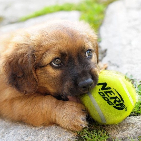 Nerf Dog Nerf Tough Material 12 Piece Dog Toy Gift Set Includes 2.5" Tennis Ball with Squeaker - Multi-Colour Nerf Dog Nerf Tough Material 12 Piece Dog Toy Gift Set Includes 2.5" Tennis Ball with Squeaker - Multi-Colour