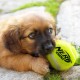 Nerf Dog Nerf Tough Material 12 Piece Dog Toy Gift Set Includes 2.5" Tennis Ball with Squeaker - Multi-Colour Nerf Dog Nerf Tough Material 12 Piece Dog Toy Gift Set Includes 2.5" Tennis Ball with Squeaker - Multi-Colour
