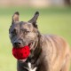 Nerf Dog Squeak Ball Check, red Nerf Dog Squeak Ball Check, red