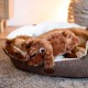 Nobby Plush Dog Floppy for Dogs, for All Sizes, Approx. 52 cm, Pack of 1 Nobby Plush Dog Floppy for Dogs, for All Sizes, Approx. 52 cm, Pack of 1
