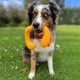 Nylabone Eggi Interactive Dog Toy for Small Dogs - Lightweight Bouncing Floating Dog Toy for Creative Play & Dog Exercises Nylabone Eggi Interactive Dog Toy for Small Dogs - Lightweight Bouncing Floating Dog Toy for Creative Play & Dog Exercises