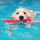 Nylabone Eggi Interactive Dog Toy for Small Dogs, Lightweight, Bouncy, Buoyant, for Creative Play & Dog Training Nylabone Eggi Interactive Dog Toy for Small Dogs, Lightweight, Bouncy, Buoyant, for Creative Play & Dog Training