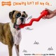 Nylabone Eggi Interactive Dog Toy for Small Dogs, Lightweight, Bouncy, Buoyant, for Creative Play & Dog Training Nylabone Eggi Interactive Dog Toy for Small Dogs, Lightweight, Bouncy, Buoyant, for Creative Play & Dog Training