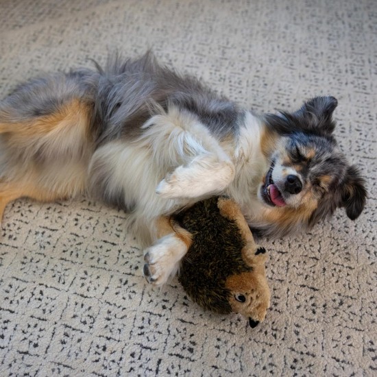 Outward Hound Hedgehogz - Plüsch-Hundespielzeug - Igel - Braun - S Outward Hound Hedgehogz - Plüsch-Hundespielzeug - Igel - Braun - S