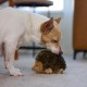 Outward Hound Hedgehogz - Plüsch-Hundespielzeug - Igel - Braun - S Outward Hound Hedgehogz - Plüsch-Hundespielzeug - Igel - Braun - S