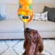 Outward Hound Kyjen 32071 Invincibles Plush Gecko without Stuffing, Durable Dog Toy, Squeaky Toy with 2 Squeakers, Small, Red/Orange Outward Hound Kyjen 32071 Invincibles Plush Gecko without Stuffing, Durable Dog Toy, Squeaky Toy with 2 Squeakers, Small, Red/Orange