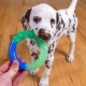 Outward Hound Petstages Orka Dental Chew Toy for Small Dogs and Puppies - Pack of 3 Outward Hound Petstages Orka Dental Chew Toy for Small Dogs and Puppies - Pack of 3