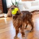 Outward Hound Planet Dog Dental Pineapple Dental Chew Toy and Interactive Treat Stuffer Durable Dog Toy Stuffable Dog Toy, Yellow Outward Hound Planet Dog Dental Pineapple Dental Chew Toy and Interactive Treat Stuffer Durable Dog Toy Stuffable Dog Toy, Yellow