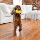 Outward Hound Planet Dog Dental Pineapple Dental Chew Toy and Interactive Treat Stuffer Durable Dog Toy Stuffable Dog Toy, Yellow Outward Hound Planet Dog Dental Pineapple Dental Chew Toy and Interactive Treat Stuffer Durable Dog Toy Stuffable Dog Toy, Yellow