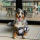 P.L.A.Y Pet Lifestyle and You Woodland Creatures - Raccoon_S P.L.A.Y Pet Lifestyle and You Woodland Creatures - Raccoon_S