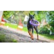 PULLER Standard Interactive Dog Toy Fitness Tool Set PULLER Standard Interactive Dog Toy Fitness Tool Set