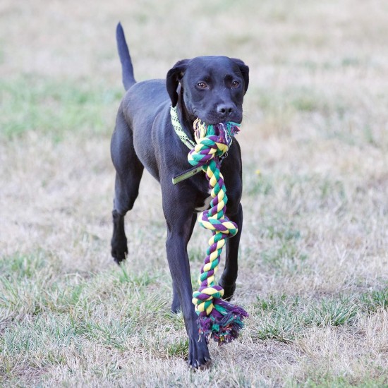 Pack of 6 Dog Rope Toy Set for Puppies Dogs Puppy Chew Toy Teething Toy Dog Rope Chew Toy for Medium to Large Dogs Pack of 6 Dog Rope Toy Set for Puppies Dogs Puppy Chew Toy Teething Toy Dog Rope Chew Toy for Medium to Large Dogs