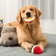 Patapalooza Quietschendes Plüschtier für Hunde, Obst-Design, ideal für Unterhaltung und Gehörstimulation von Hunden. Patapalooza Quietschendes Plüschtier für Hunde, Obst-Design, ideal für Unterhaltung und Gehörstimulation von Hunden.