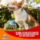 Pet Craft Supply Hide and Seek Plush Dog Toy Crinkle Squeaky Interactive Activity Puzzle Chew Fetch Treat Hide Brain Stimulating Cute Funny Toy Pet Craft Supply Hide and Seek Plush Dog Toy Crinkle Squeaky Interactive Activity Puzzle Chew Fetch Treat Hide Brain Stimulating Cute Funny Toy