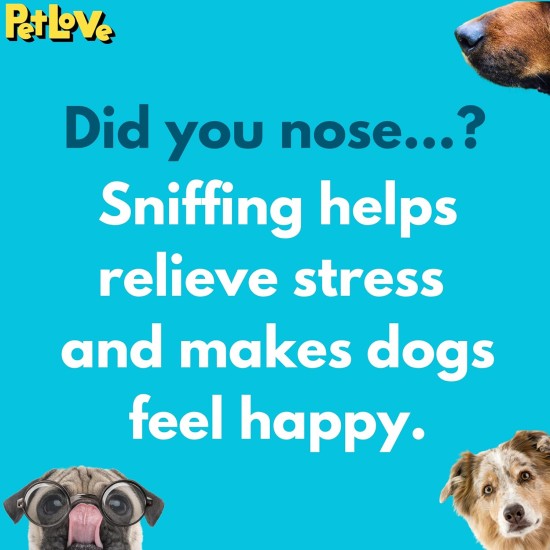 PetLove Nuzzle Puzzle Fling N Food Bone Interactive Dual Textured Enrichment Foraging Dog Treats Toy Fetch & Fetch Toy Fill with Treats, Paste and Food PetLove Nuzzle Puzzle Fling N Food Bone Interactive Dual Textured Enrichment Foraging Dog Treats Toy Fetch & Fetch Toy Fill with Treats, Paste and Food