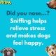 PetLove Nuzzle Puzzle Fling N Food Bone Interactive Dual Textured Enrichment Foraging Dog Treats Toy Fetch & Fetch Toy Fill with Treats, Paste and Food PetLove Nuzzle Puzzle Fling N Food Bone Interactive Dual Textured Enrichment Foraging Dog Treats Toy Fetch & Fetch Toy Fill with Treats, Paste and Food