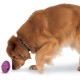 PetSafe Busy Buddy Twist 'n Treat Dog Toy, Large, All Breed Sizes