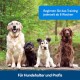 PetSafe Teach and Treat Remote Control Dog Reward Trainer Training and Positive Reinforcement 4D Batteries Required Grey PetSafe Teach and Treat Remote Control Dog Reward Trainer Training and Positive Reinforcement 4D Batteries Required Grey